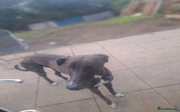 Lurcher dogs for sale: 4 years old Lurcher male - Image 1