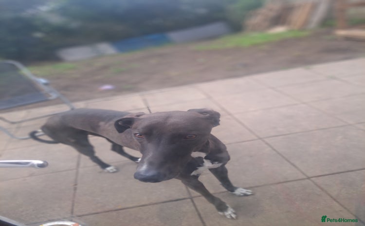 Lurcher dogs - Advert 2