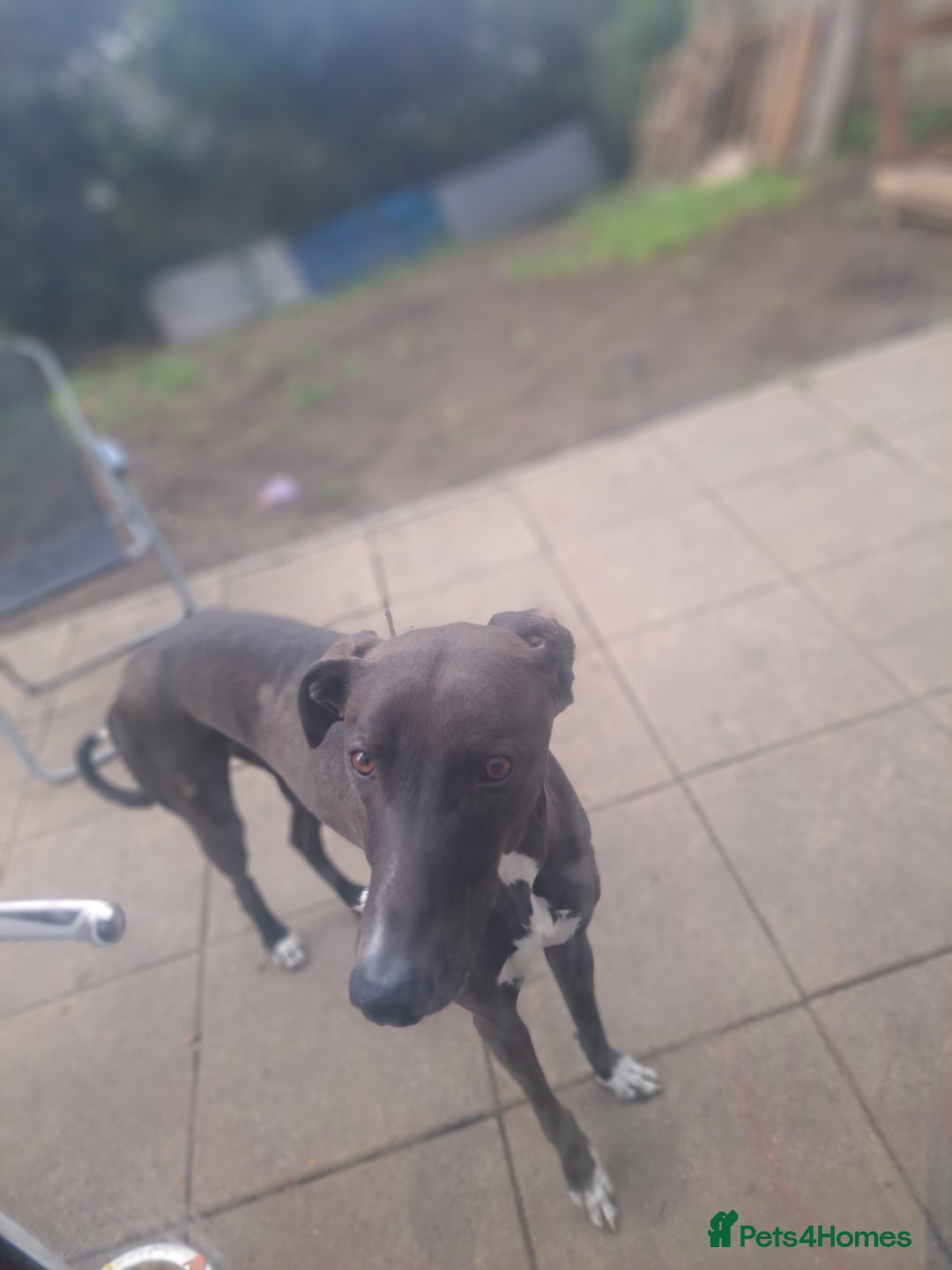 Lurcher dogs for sale: 4 years old Lurcher male - Image 1