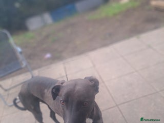 Lurcher dogs - Advert 10