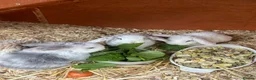 Mini Lop rabbits for sale: Five Baby Mini Lops - Advert 4