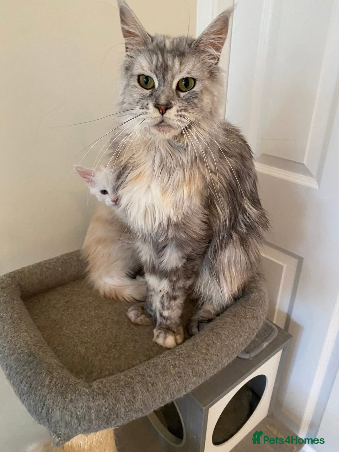 Maine Coon cats for sale: Beautiful retired girls  - Image 4