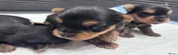 Yorkshire Terrier dogs for sale: Yorkshire Terrier Puppies  - Advert 5