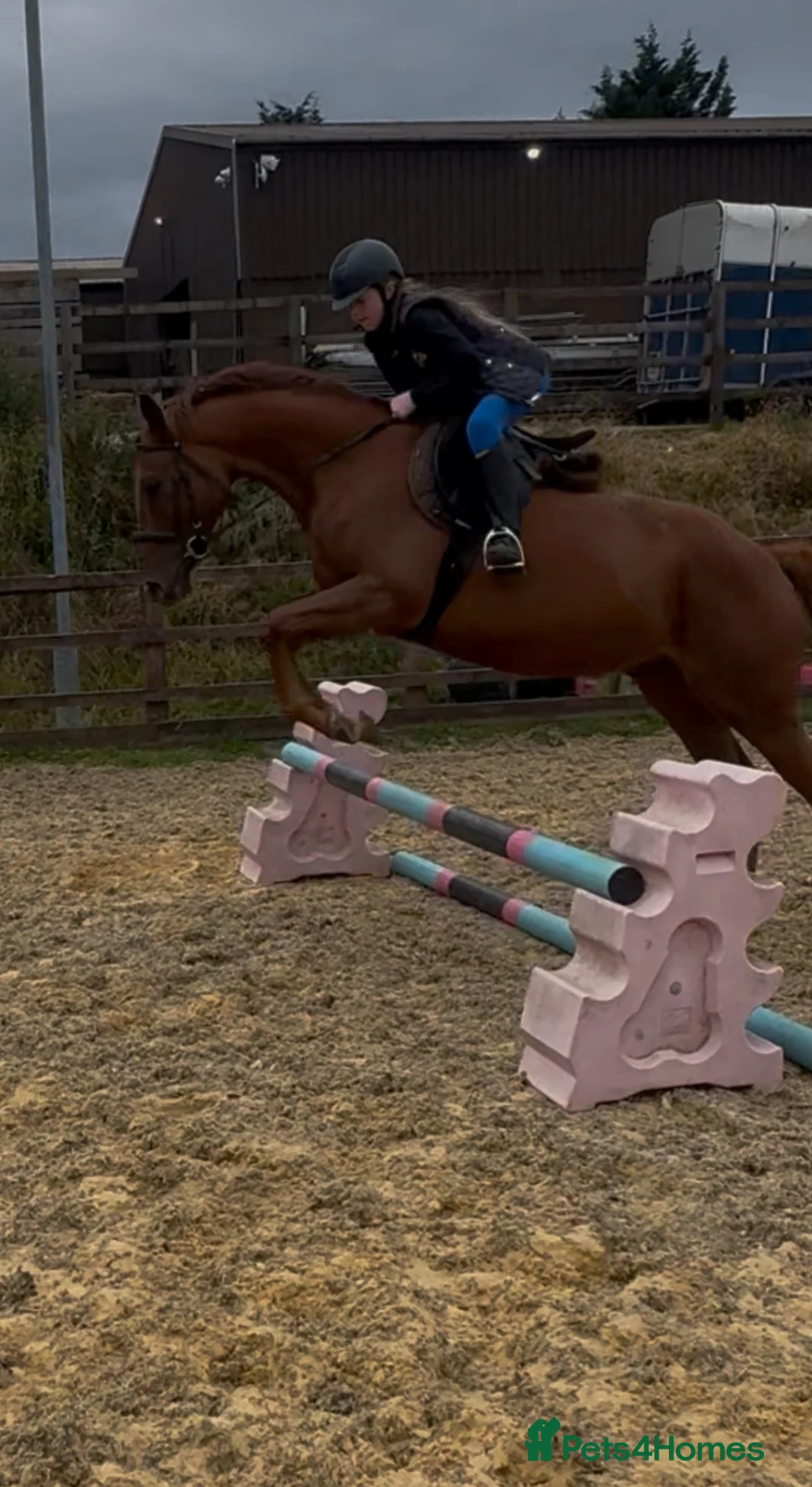 Irish Thoroughbred horses for sale: 15.3hh Irish tb gelding  - Advert 2