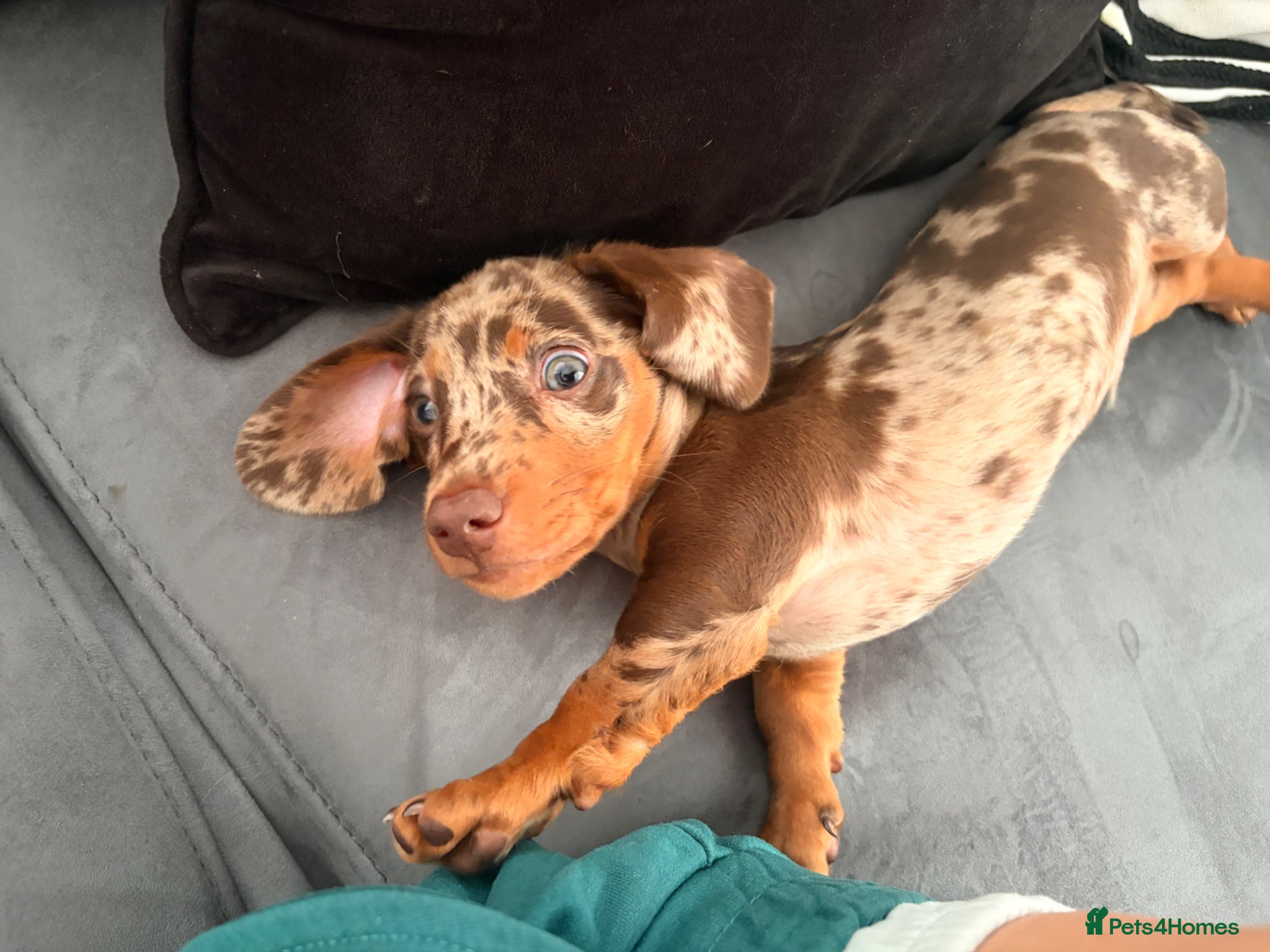 Miniature Dachshund dogs Miniature dashchund  - Advert 1