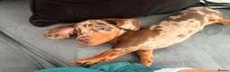 Miniature Dachshund dogs for sale: Miniature dashchund  - Advert 1