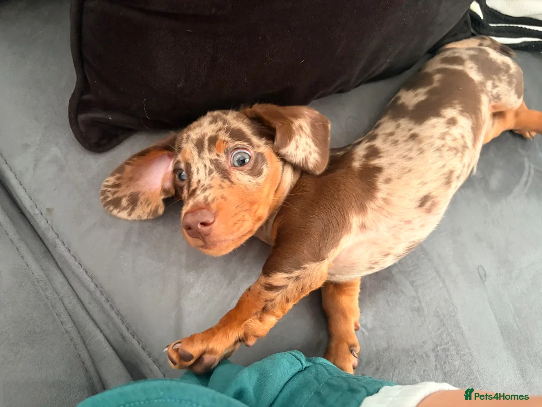 Miniature Dachshund dogs for sale: Miniature dashchund  - Advert 1