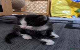 British Longhair cats for sale: Three adorable kittens  - Image 29
