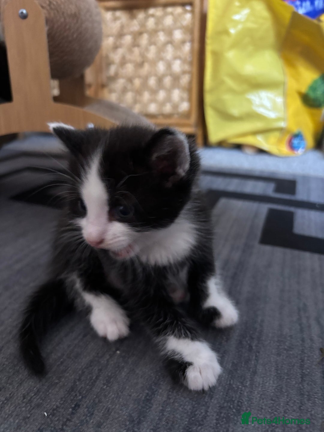 British Longhair cats for sale: Three adorable kittens  - Image 29
