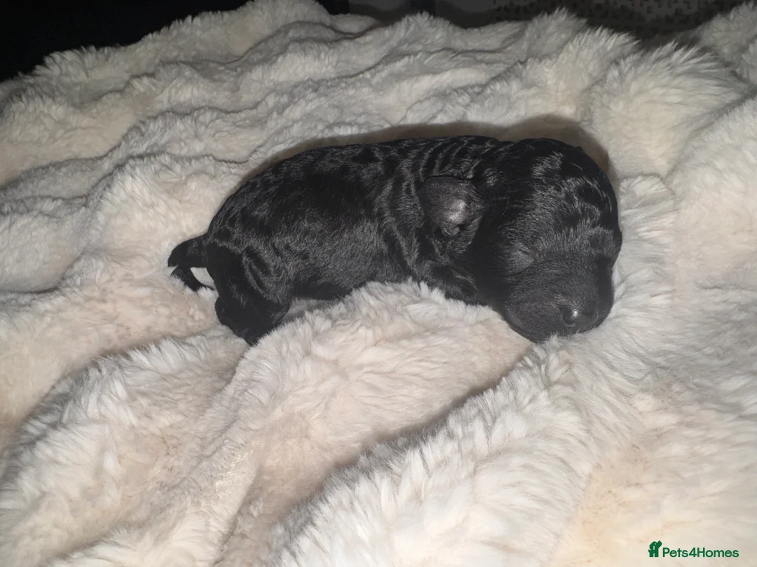 Toy Poodle dogs for sale: Health tested Toy poodle puppies! 😍🔥🤩!!! in Liverpool - Advert 12