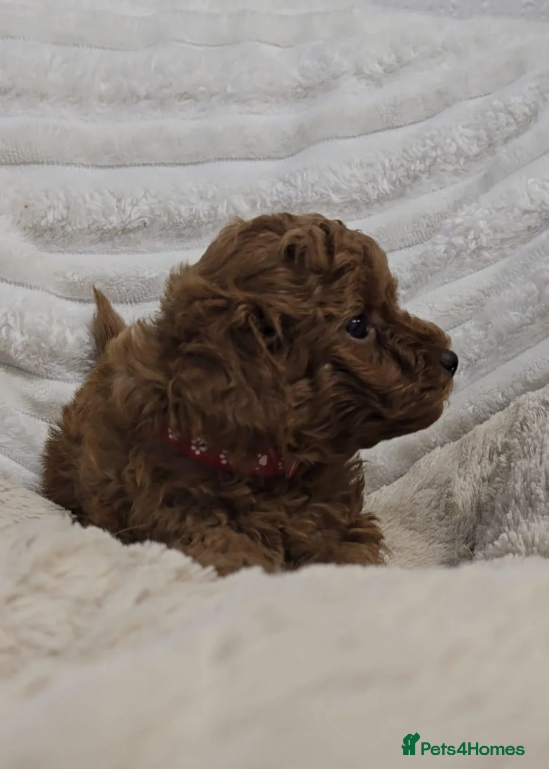Toy Poodle dogs for sale: Red Toy Poodle Boy - Advert 9