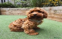 Cockapoo dogs for sale: Beautiful 7Month-Old Puppy Luna - Image 7