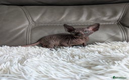 Sphynx cats for sale: Sphynx kittens - Image 2