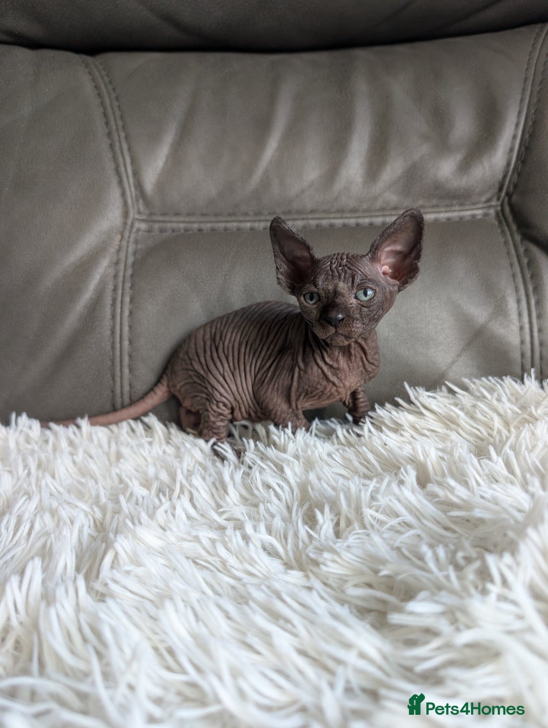 Sphynx cats for sale: Sphynx kittens - Image 2