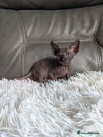 Sphynx cats - Advert 1