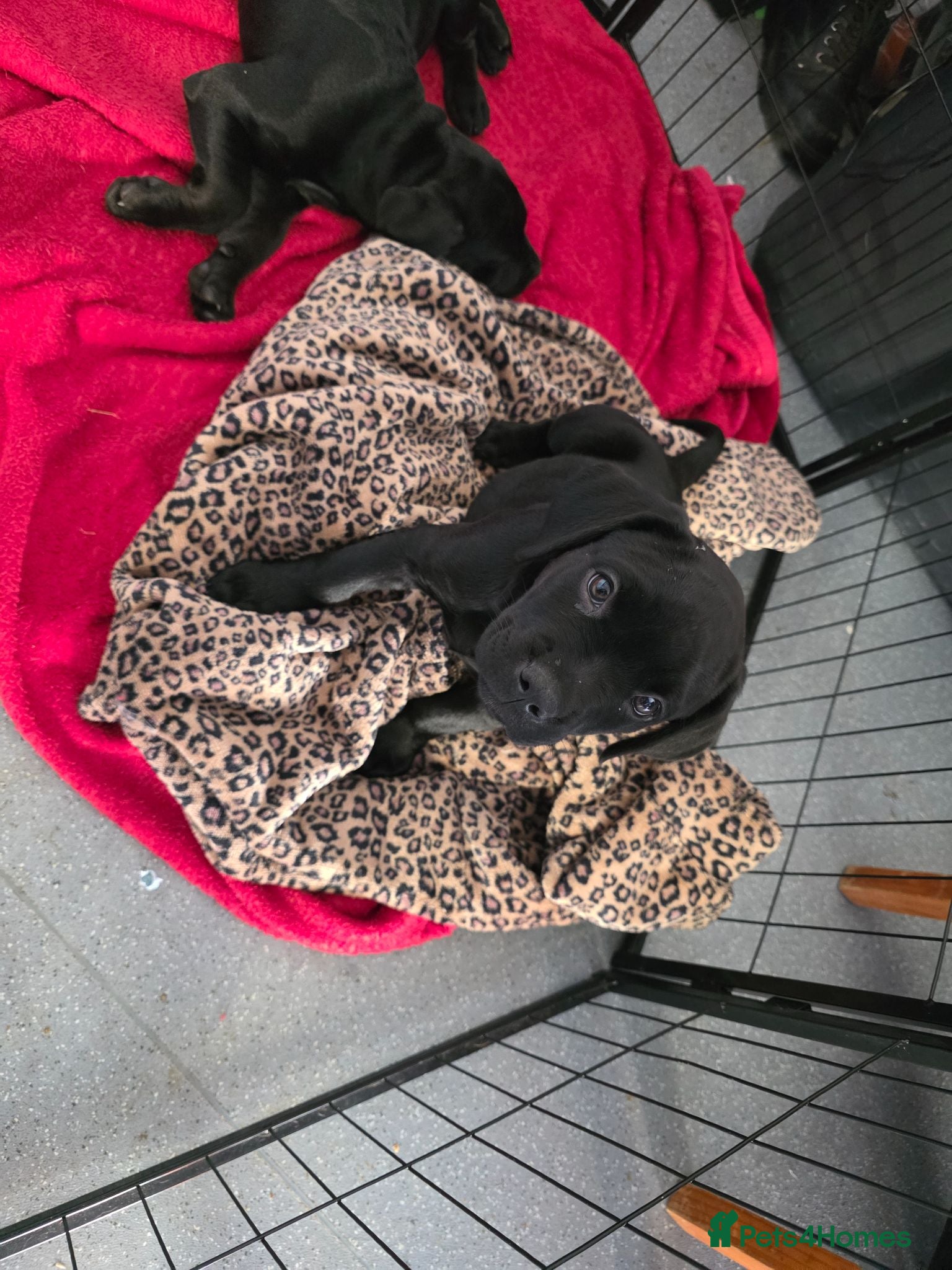 Mixed Breed dogs Dogue de bordeux x lab - Advert 4