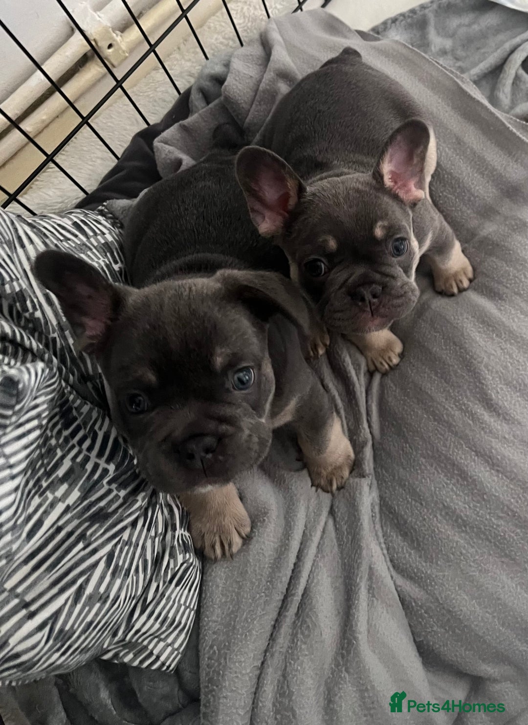 French Bulldog dogs for sale: London’s French Bulldog Puppies 🏴󠁧󠁢󠁥󠁮󠁧󠁿 - Advert 5