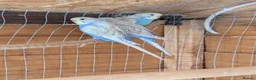 Budgerigars birds for sale: Young budgie - Advert 5