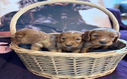 Cocker Spaniel dogs for sale: Working cocker spaniel puppies  - Image 7
