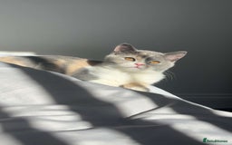 British Shorthair cats for sale: British short hair - Image 1