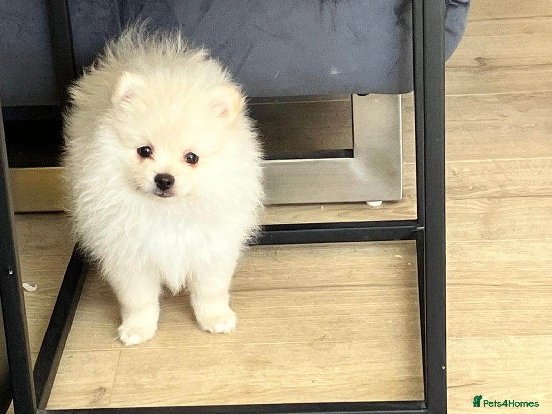 Pomeranian dogs for sale: 3 male Pomeranian puppies, 1 cream, 2 cream sable. - Image 3