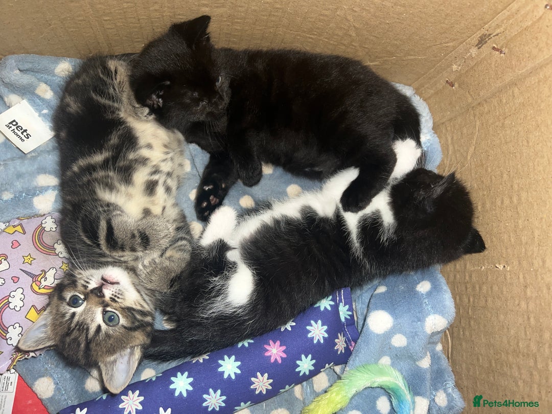 British Shorthair cats for sale: 3 kittens for sale - Image 2