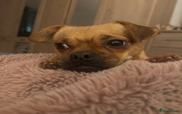 Jug dogs for sale: Jug (Jack Russell & Pug) Female  - Image 6