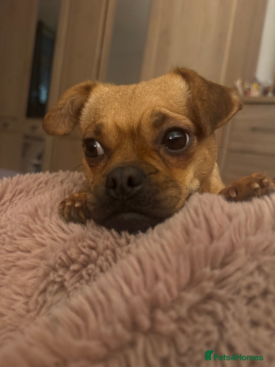 Jug dogs for sale: Jug (Jack Russell & Pug) Female  - Image 6