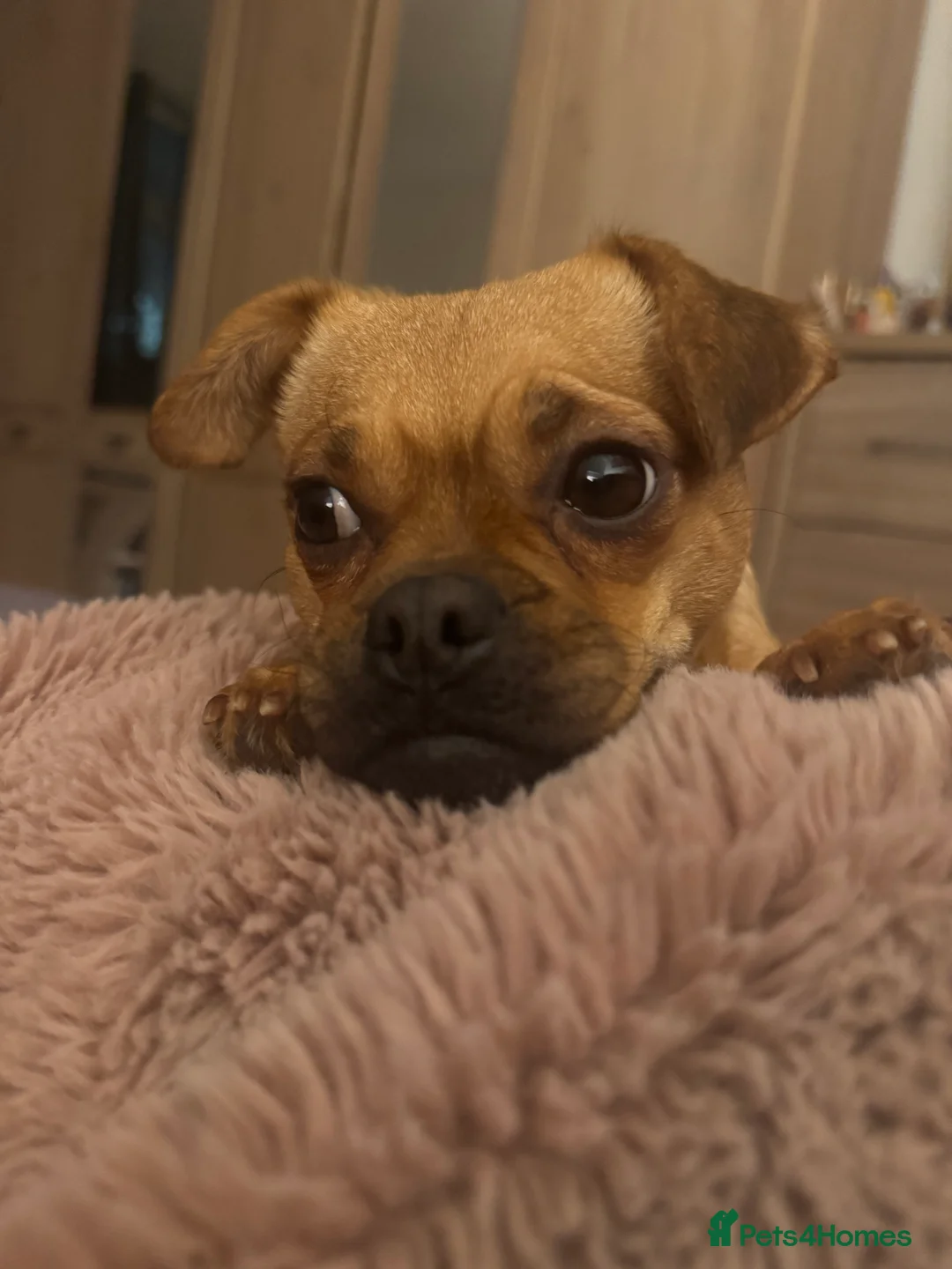 Jug dogs for sale: Jug (Jack Russell & Pug) Female  - Advert 6