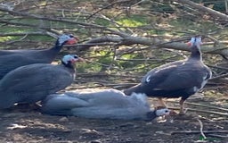 Guinea Fowl poultry for sale: Guinea Fowl Keets Chicks - Image 5