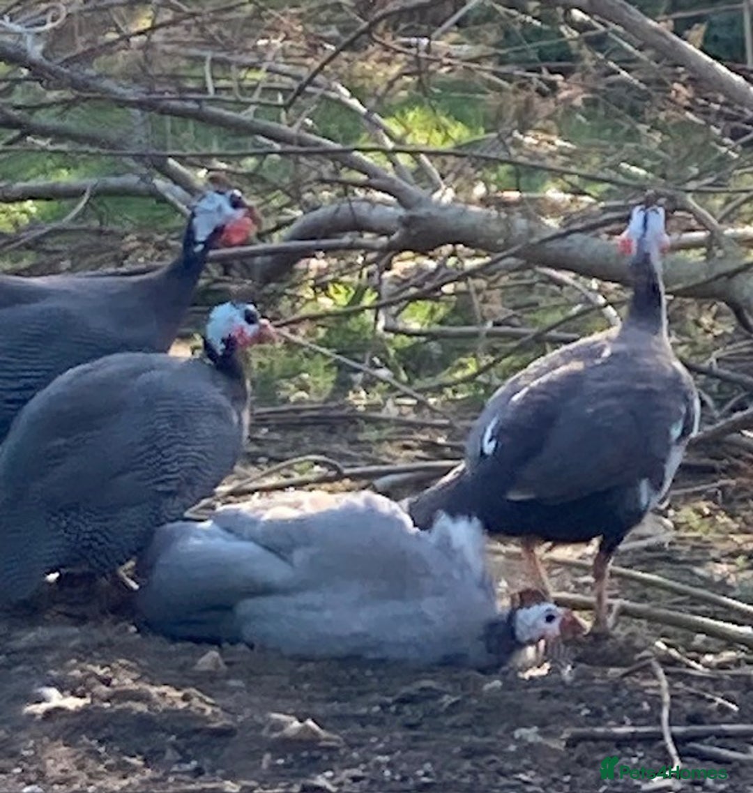 Guinea Fowl poultry for sale: Guinea Fowl Keets Chicks - Image 5