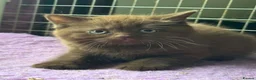 British Shorthair cats for sale: Top pedigree Bsh kittens cinnamon and chocolate  - Advert 1