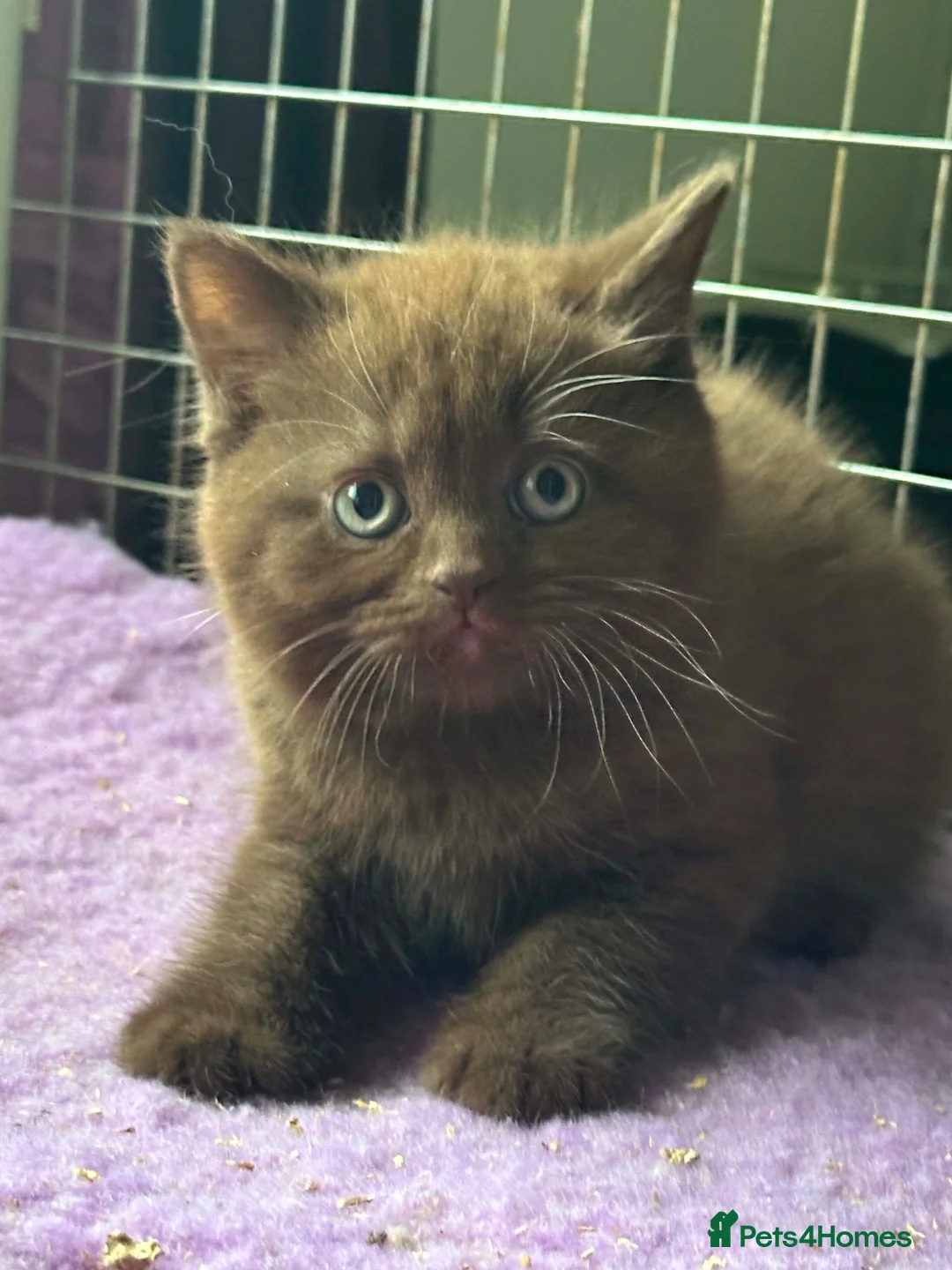 British Shorthair cats for sale: Top pedigree Bsh kittens cinnamon and chocolate  - Advert 1