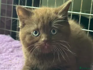 British Shorthair cats Top pedigree British shorthair kittens boys /girls - Advert 2