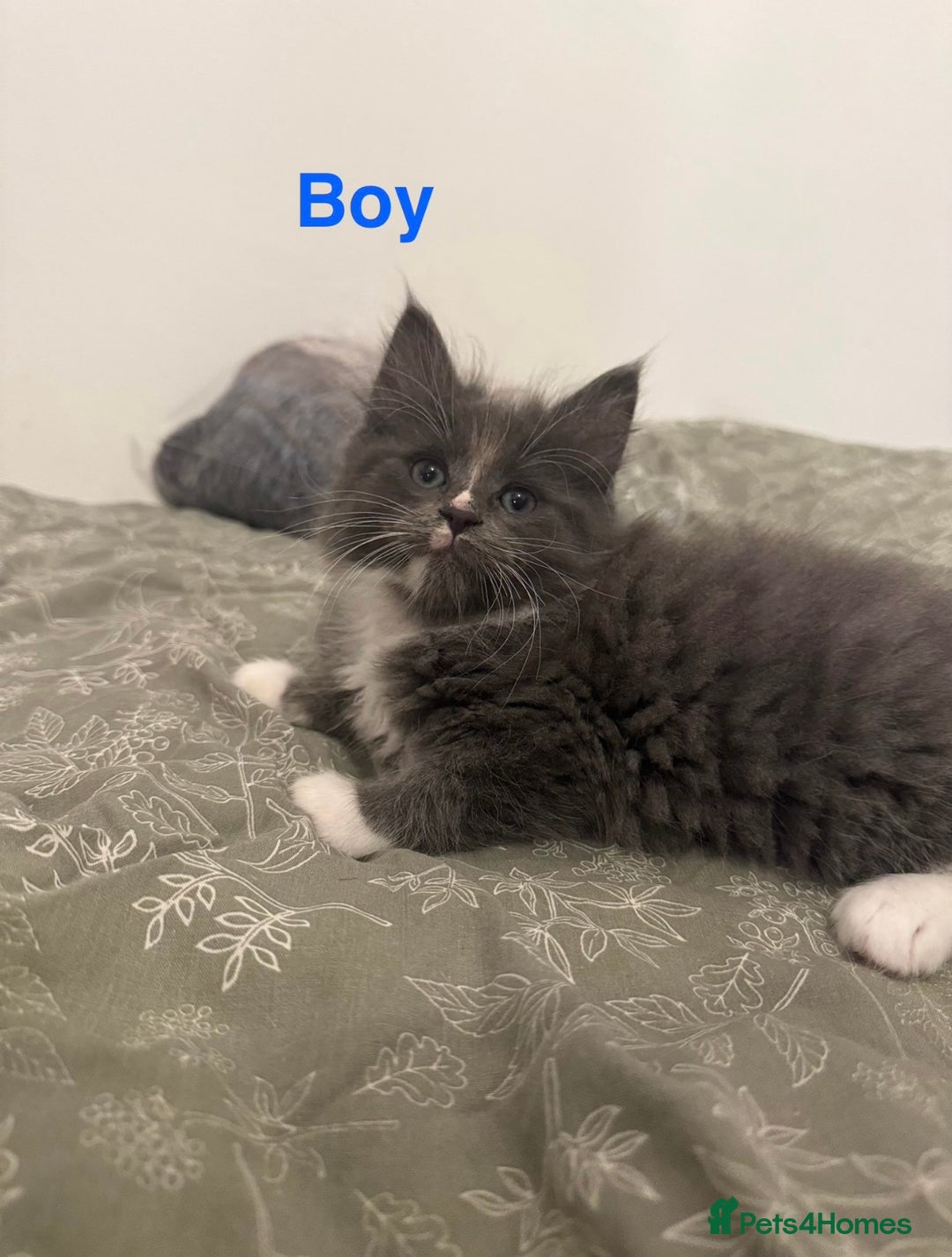 Ragdoll cats for sale: half ragdoll kittens for sale - Image 4