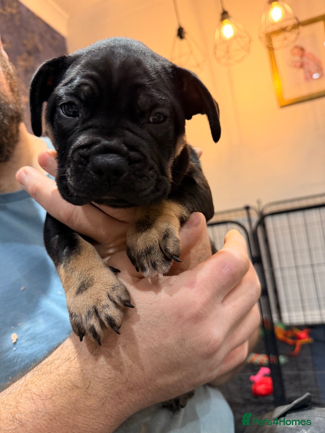 Mixed Breed dogs for sale: American french bully  - Advert 12