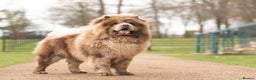 Chow Chow dogs for stud: lilac melre chow chow stud in Doncaster - Advert 4