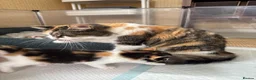 Mixed Breed cats for sale: Stunning kittens from a Maine Coon cross mum - Advert 4