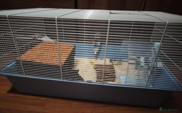 Hamster rodents for sale: Syrian Hamster and Full Set up  - Image 7
