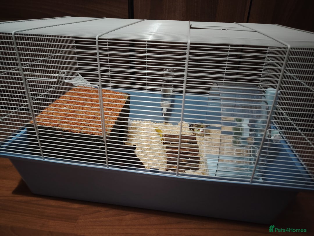 Hamster rodents for sale: Syrian Hamster and Full Set up  - Image 7
