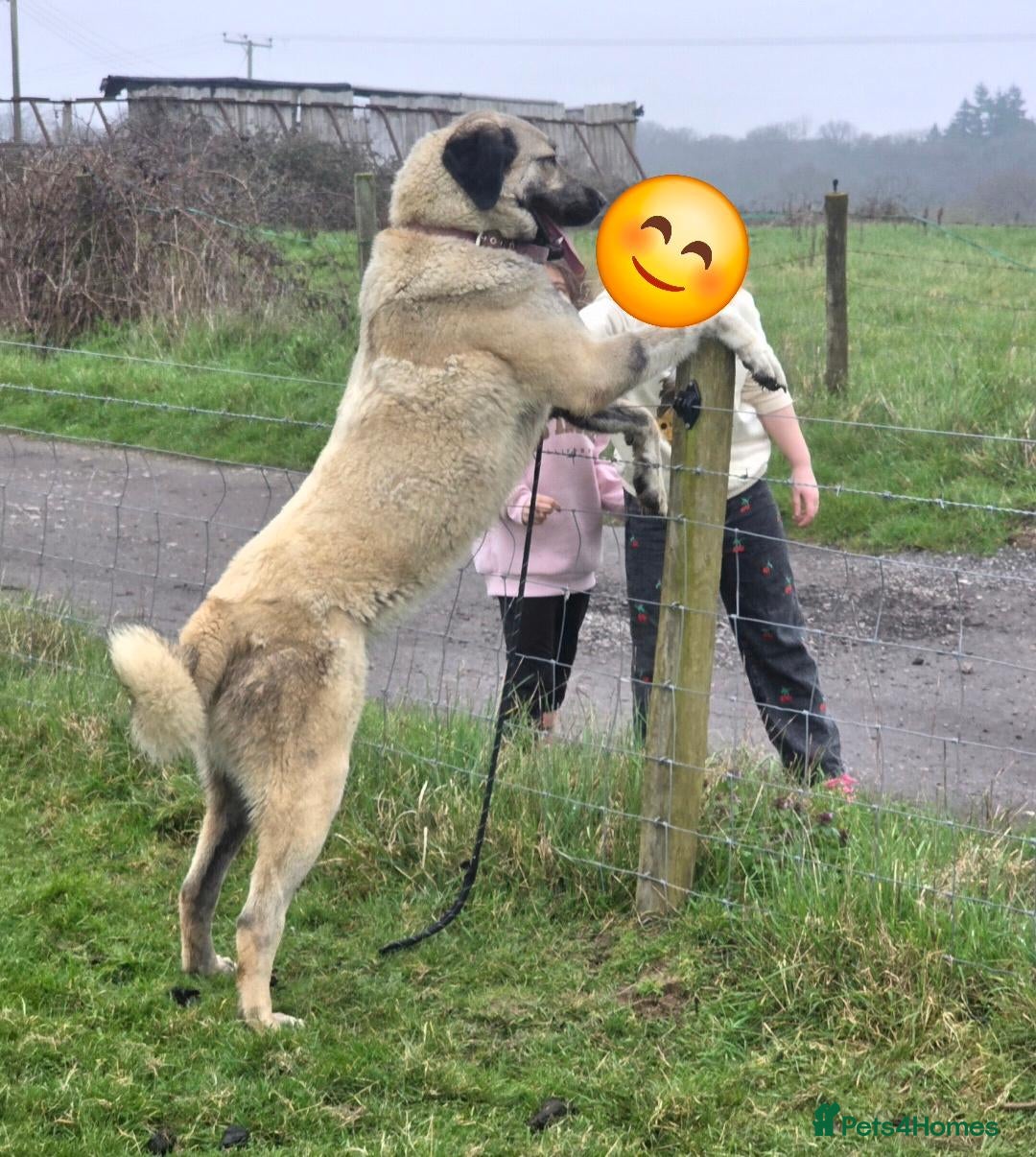 Anatolian Shepherd dogs 2YearOld Livestock Guardian Dog Working/Rural Home - Advert 3