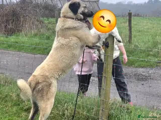 Anatolian Shepherd dogs 2YearOld Livestock Guardian Dog Working/Rural Home - Advert 9