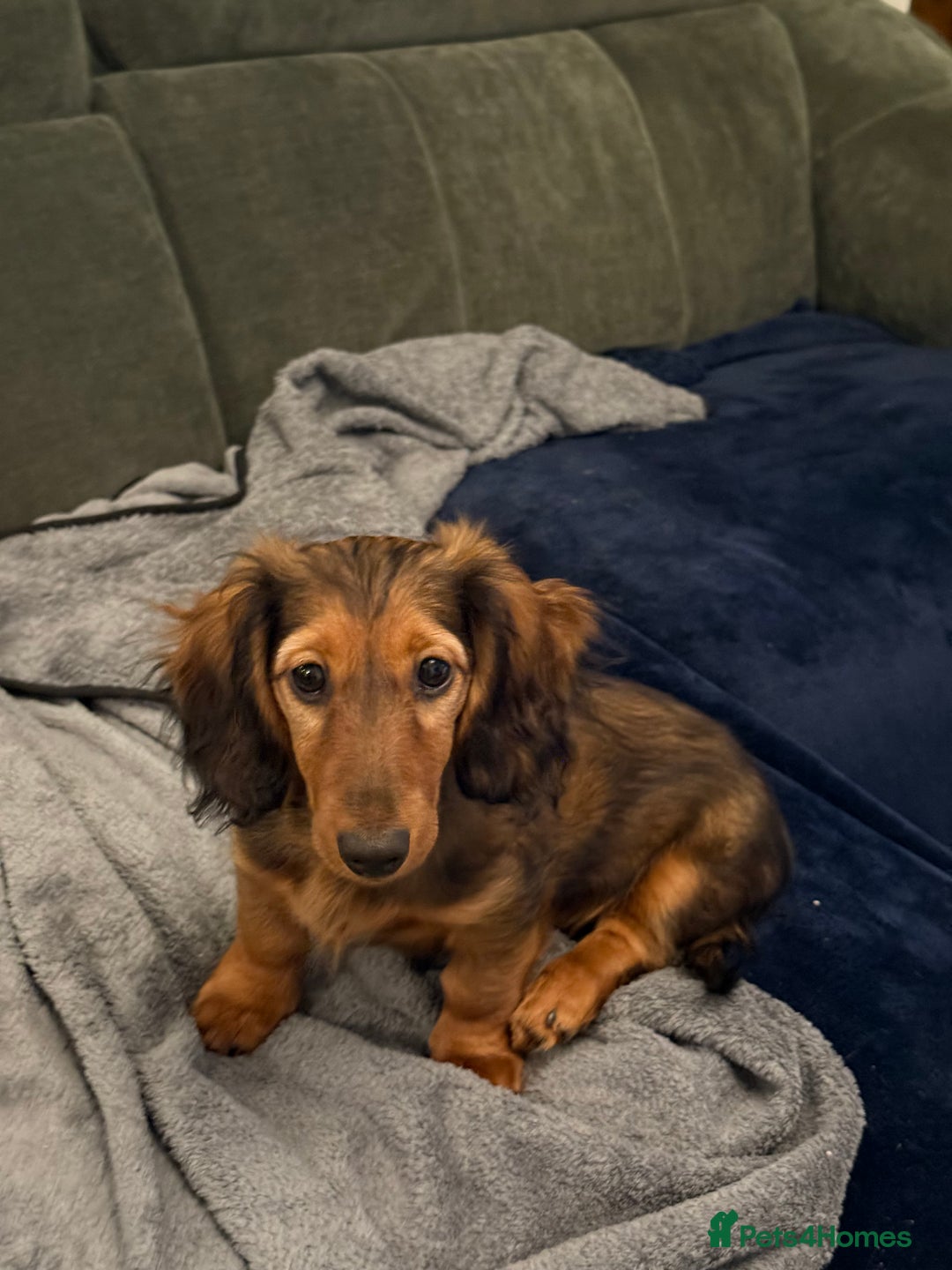 Dachshund dogs for sale: Hector and Ariana  - Advert 7