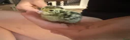 Quail poultry for sale: 6 Quails - rehoming - 6 weeks old in Beckenham - Advert 3