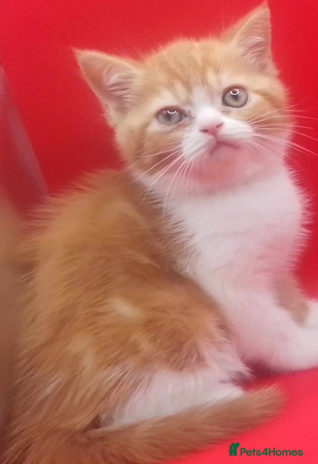 British Shorthair cats for sale: Beautiful  British Shorthair  - Advert 5