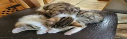 Mixed Breed cats for sale: 2 boys kittens ready to leave - Advert 10