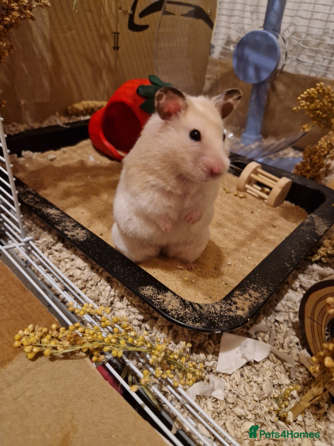 Hamster rodents for sale: The peach female is having babies soon!  - Advert 1