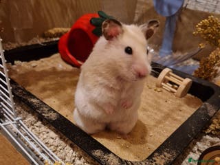 Hamster rodents The peach female is having babies soon! - Advert 1