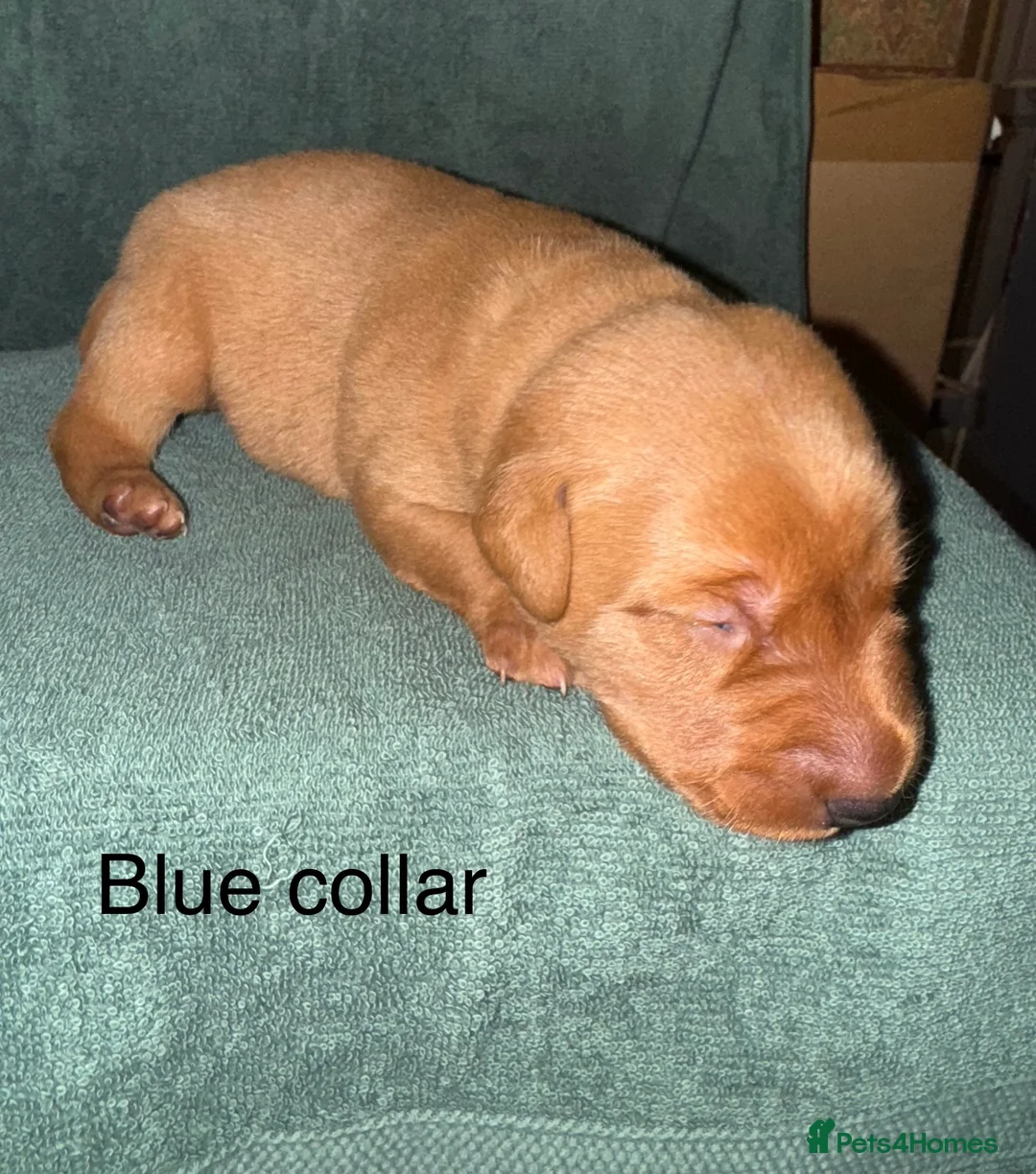 Labrador Retriever dogs for sale: KC Fox Red Labrador Puppies  - Advert 6