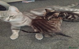 British Shorthair cats for sale: Blue British shorthair kitten - Image 3